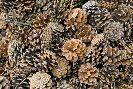 Canadian pine cones background