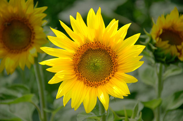 Fototapeta premium freeSunFlower