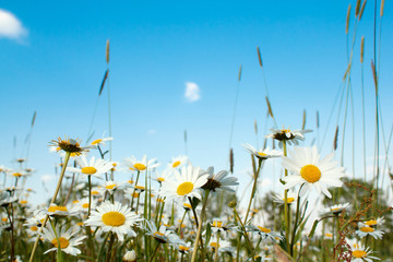 white marguerite flowers