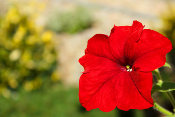 Red flower Petunia Surfinia Vein