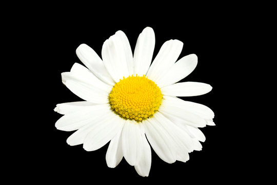white marguerite flowers