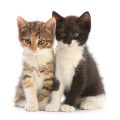 Two Kitten on white