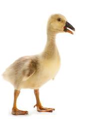 Young goose