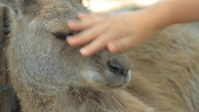 Child petting a kangaroo in Gan Guru in Israel