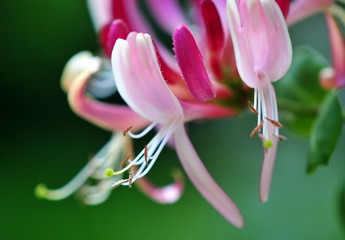 honeysuckle