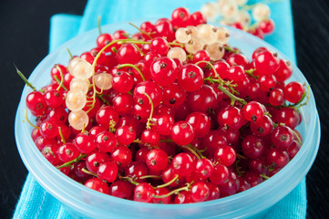 Close-up of a plastic pot full of red currant