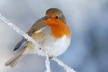 Robin Perched On Frost Covered Branch
