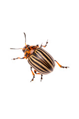 Kartoffelkäfer (Leptinotarsa decemlineata) von oben