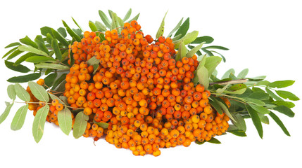 rowan branch isolated