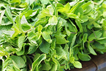 Fresh mint on table