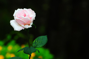 White rose