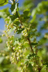 Cerisier bourgeonnant