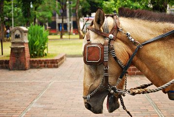 Horse Saddled and with Blinds