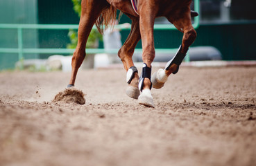 Horse legs Running