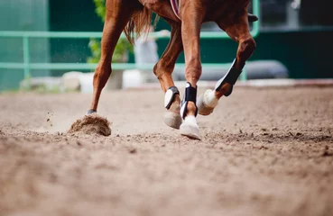 Fotobehang Paardenbenen Hardlopen © ksuksa