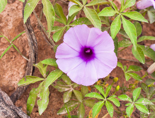 Close-up purple flowers on the ground.