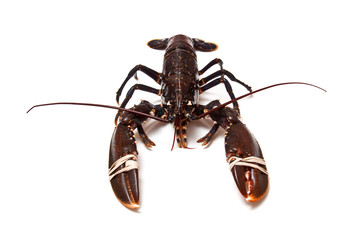 lobster isolated on a white studio background.