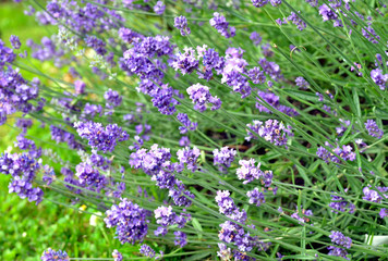 Obraz premium Lavendel im Garten