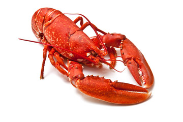 Cooked Lobster