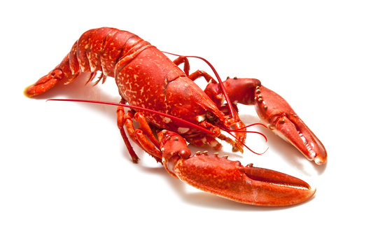 Whole cooked lobster isolated on white.