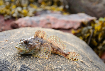 Shorthorn sculpin on a coast stone