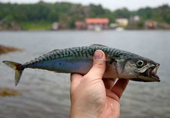 Mackerel fishing trophy