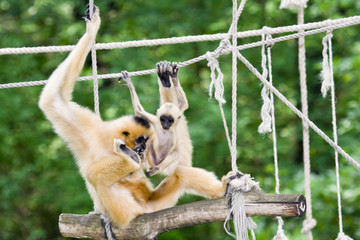 Yellow-cheeked gibbon (Nomascus gabriellae) baby and mother