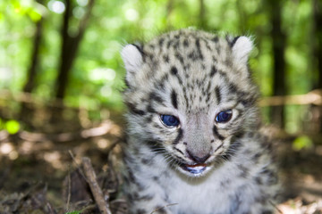 Naklejka na ściany i meble Dziecko snow leopard (Panthera uncia uncia uncia lub)
