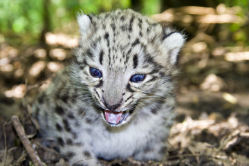 Fototapeta na wymiar Dziecko snow leopard (Panthera uncia uncia uncia lub)