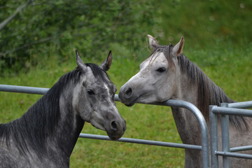 Naklejka premium konie