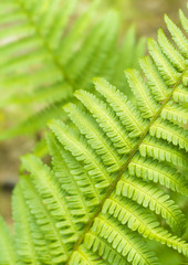 Green Fern Leave