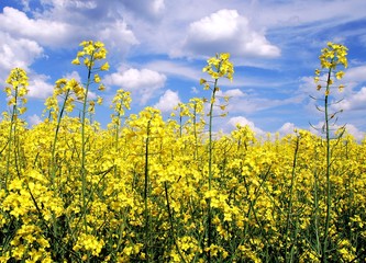 Obraz premium flowering rapeseed