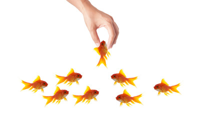 goldfish leader on white background, unique and diffrent busines