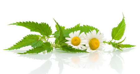 Fototapeta nettles and daisies on a white background obraz
