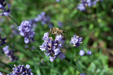 pszczoła na lawendzie
