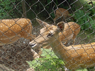 young deer back to the network would take food