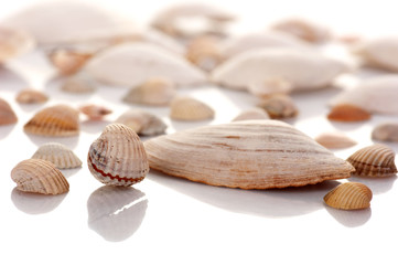 Shells on white background.