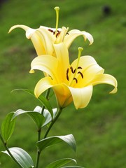 yellow lilly folwer - 43086004