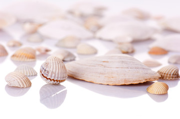 Shells on white background.