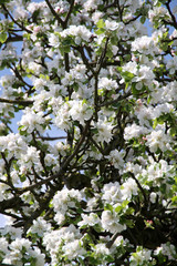 Apfelblüten