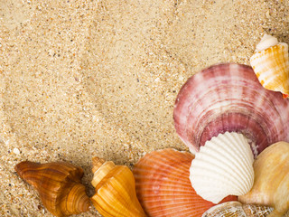 Beautiful sand background with exotic shell
