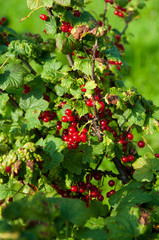 Red currant