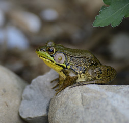 Green Frog