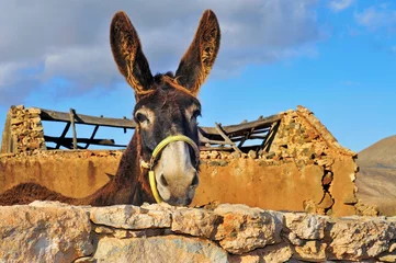 Fototapete Esel donkey