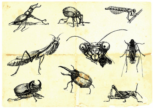 Hand-drawn collection. Beetles and insects.