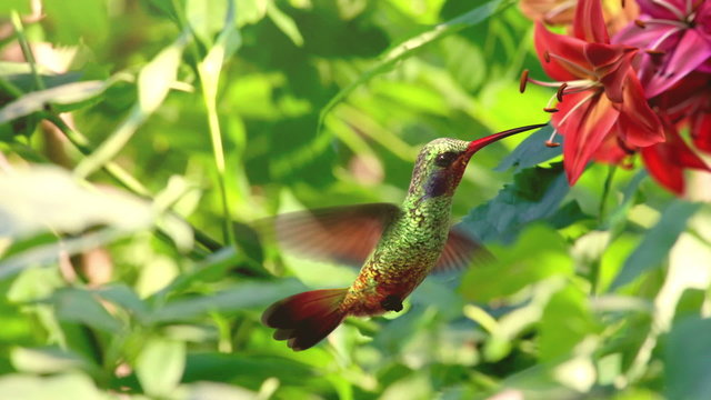 Humming bird, beautiful 3d animation