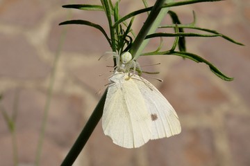 Spider eating butterfly