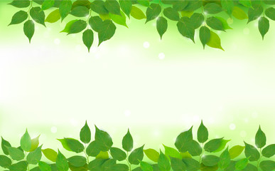 Nature background with green fresh leaves