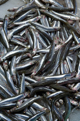 Fototapeta premium sardines