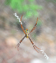Close up of a golden orb spider on web